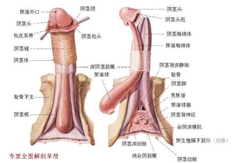 包皮过长