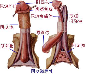 手淫引起的阳痿怎么办